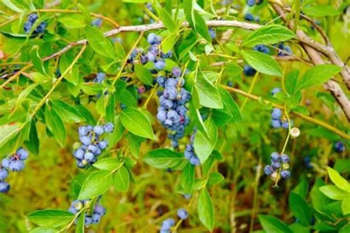 When to plant highbush blueberries?