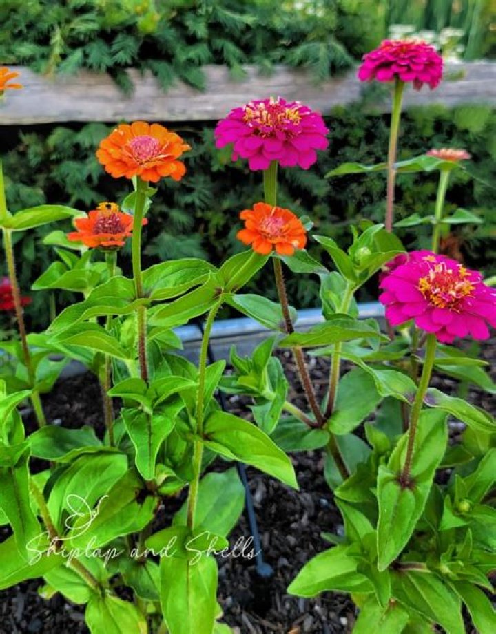 When to plant lilliput zinnia?