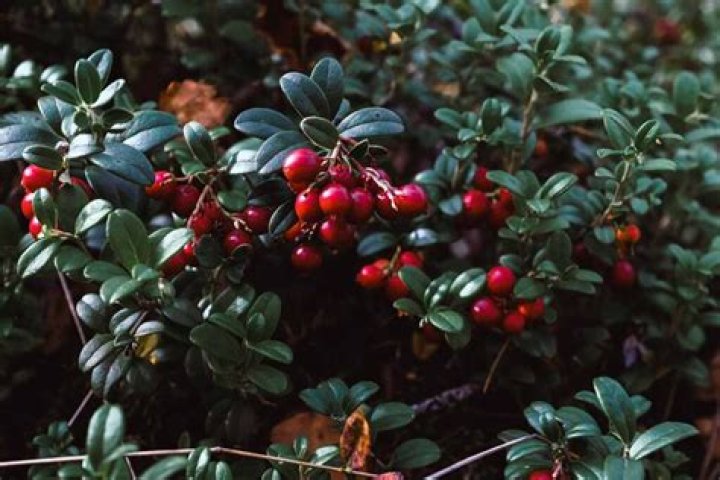 When to plant lingonberry?