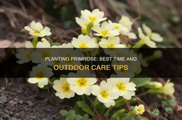 When to plant primrose?