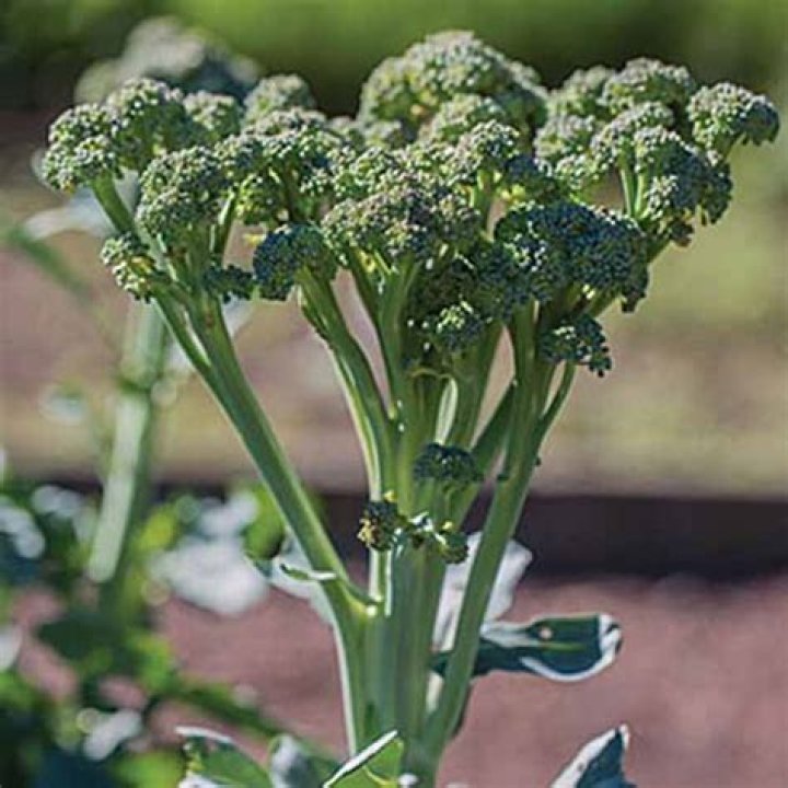 When to plant tenderstem broccoli?
