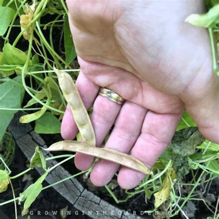 When to plant tepary beans in arizona?