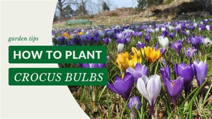 When to plant tricyrtis bulbs?