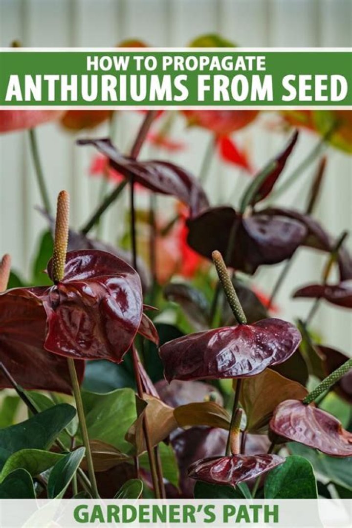 When to propagate anthurium?