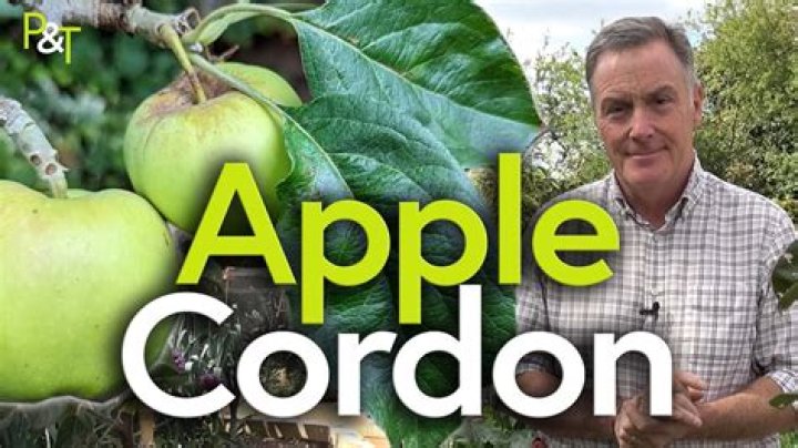 When to prune apple cordons?