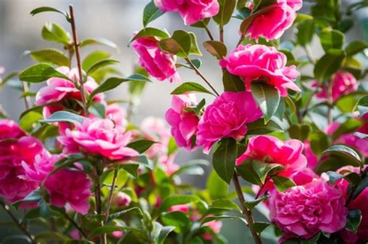 When to prune camellia?