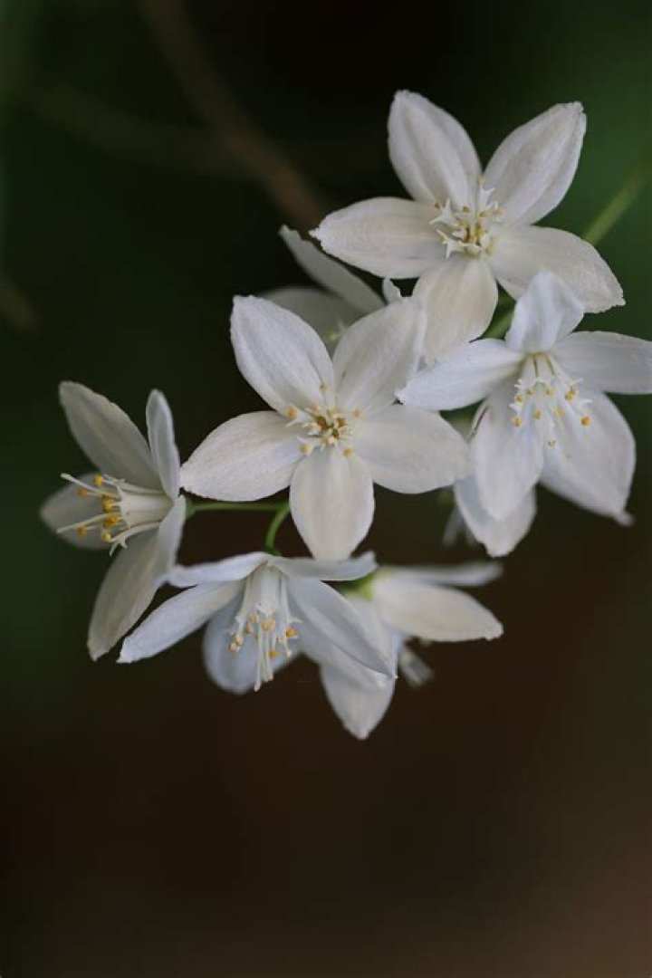 When to prune deutzia?
