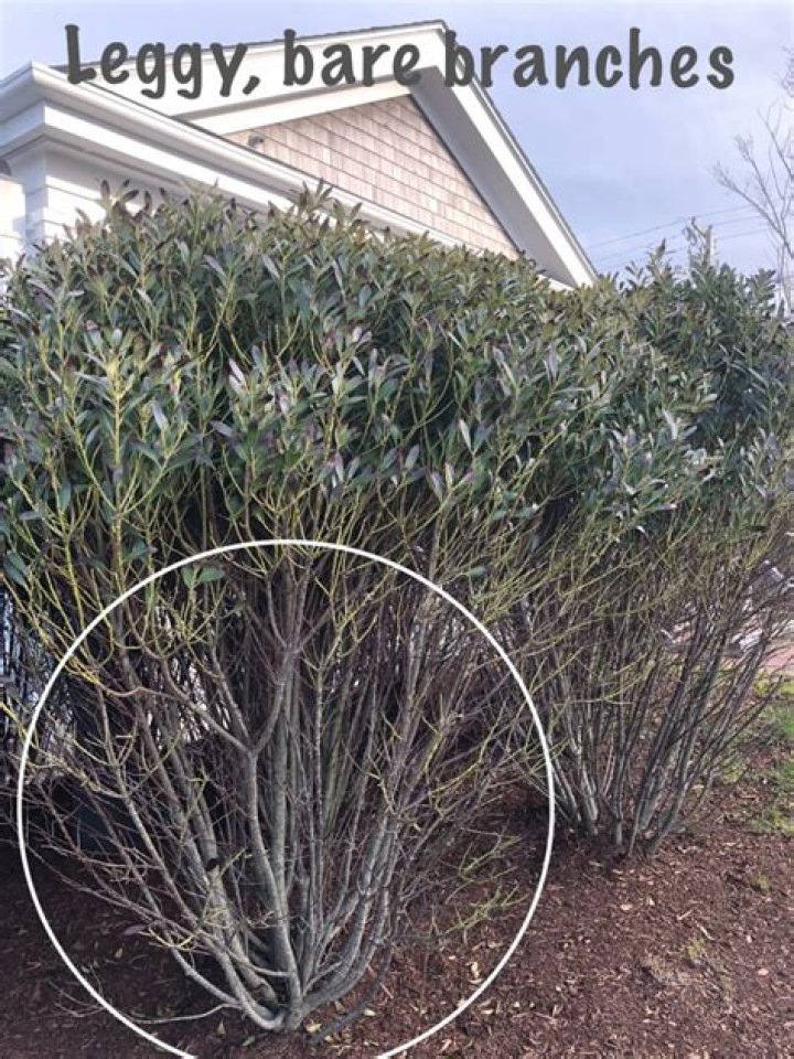 When to prune inkberry?