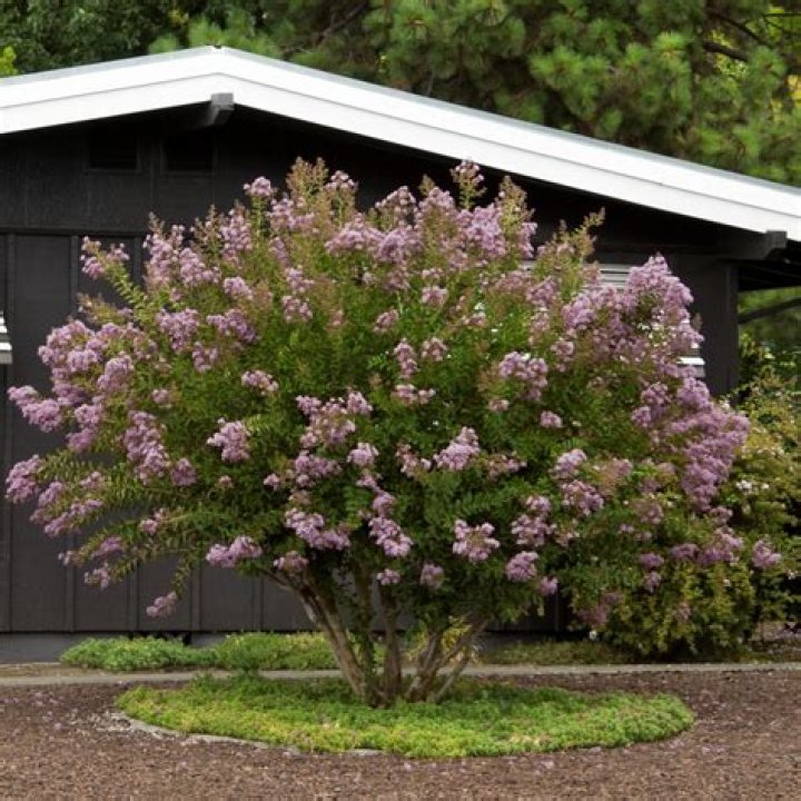 When to prune muskogee crape myrtle?