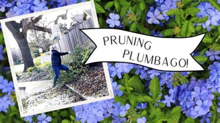 When to prune plumbago?