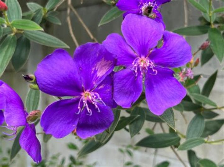 When to prune tibouchina?