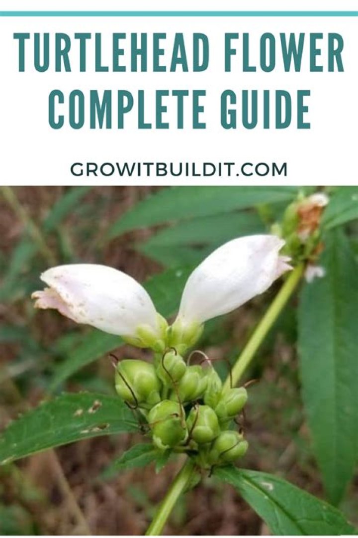 When to prune turtlehead?