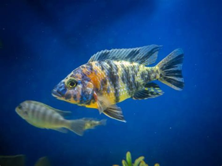When to remove convict cichlid fry?