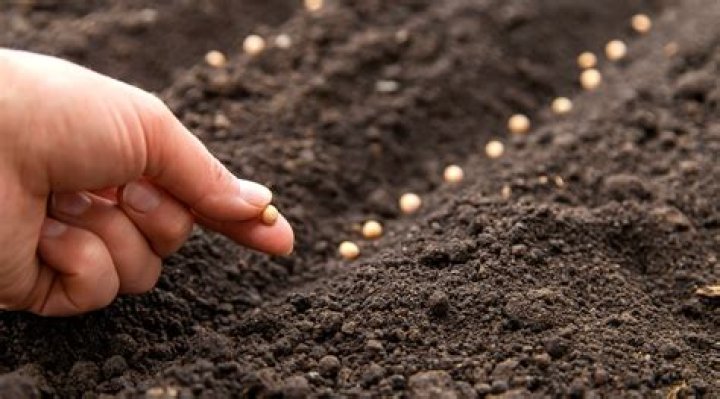 When to sow ageratum seeds?
