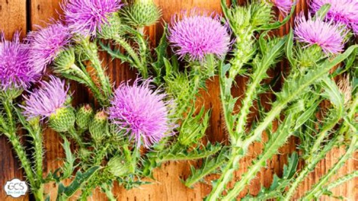 When to sow thistle seeds?