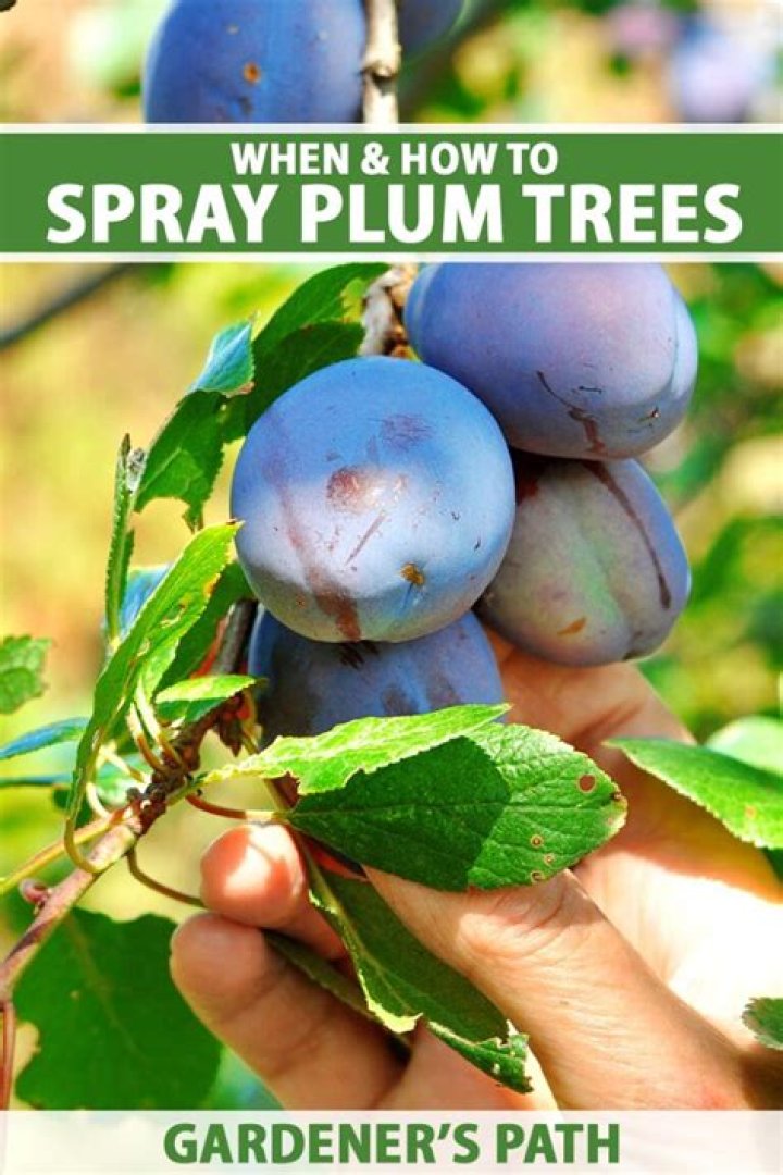 When to spray plum trees for brown rot?