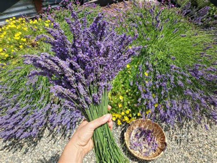When to start lavender from seed?