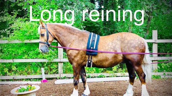When to start lunging a horse?