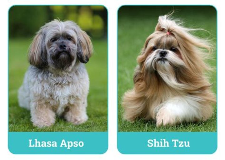 When to stud a shih tzu?