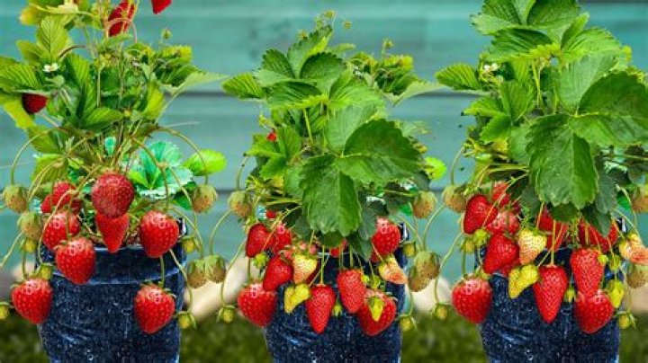 When to tidy up strawberry plants?