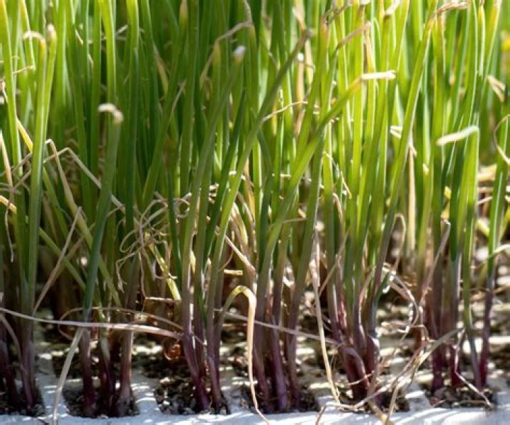 When to transplant arum?