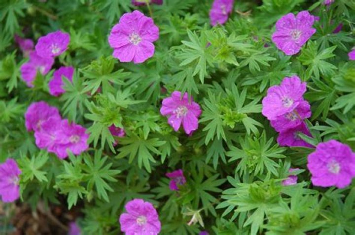 When to transplant cranesbill?
