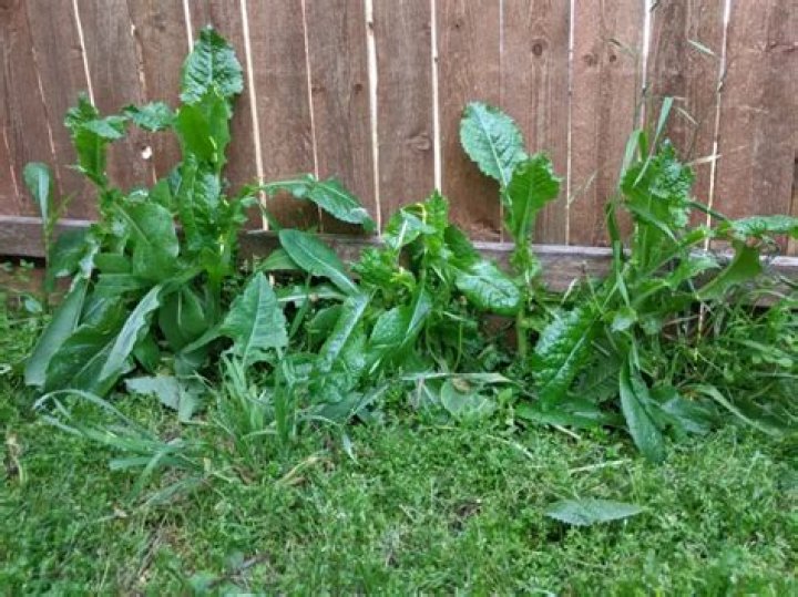 When to treat broadleaf weeds?