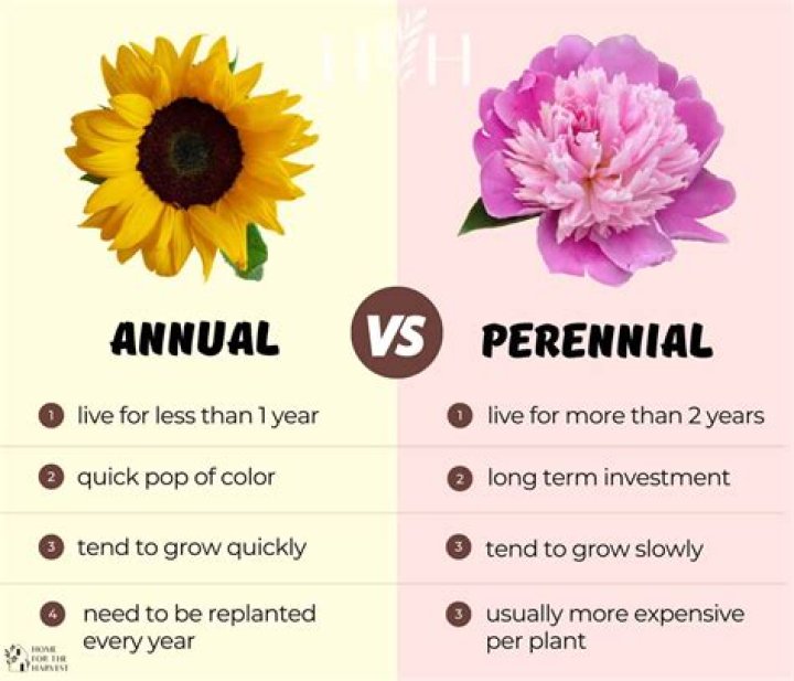 When to use biennial vs biennium?