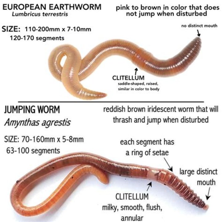 When to worm for encysted redworm?
