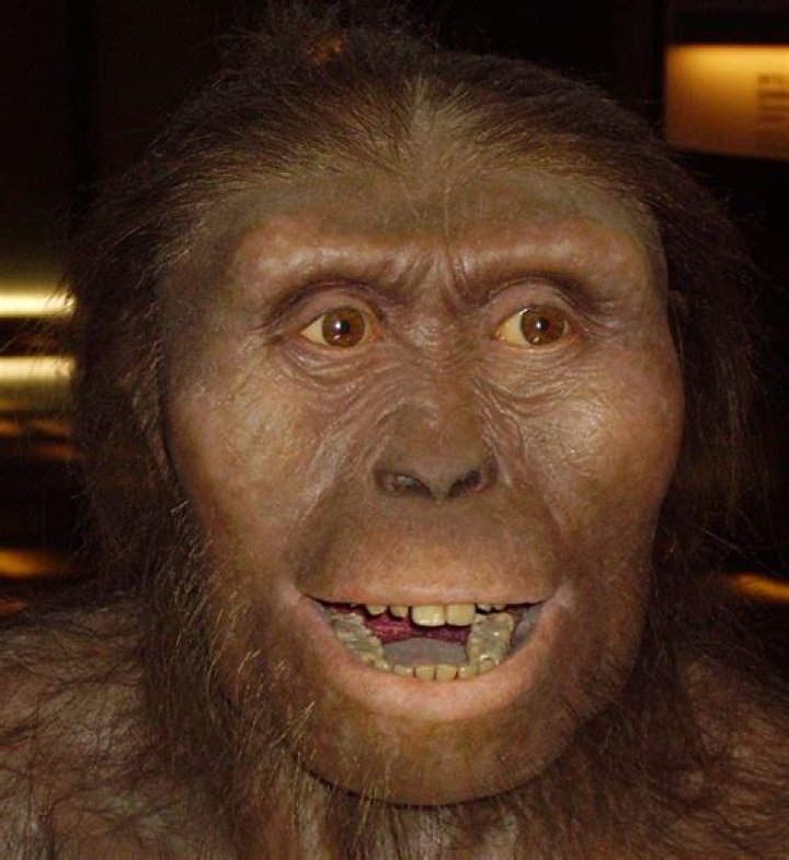 When was lucy discovered?