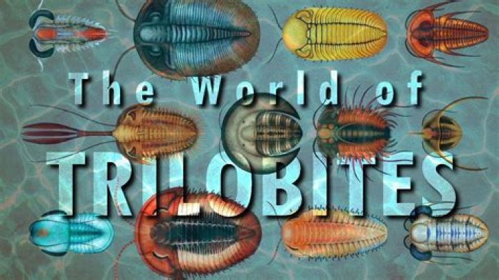 When were trilobites discovered?