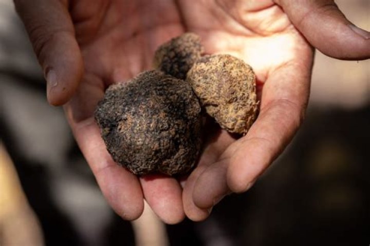 When were truffles first discovered?