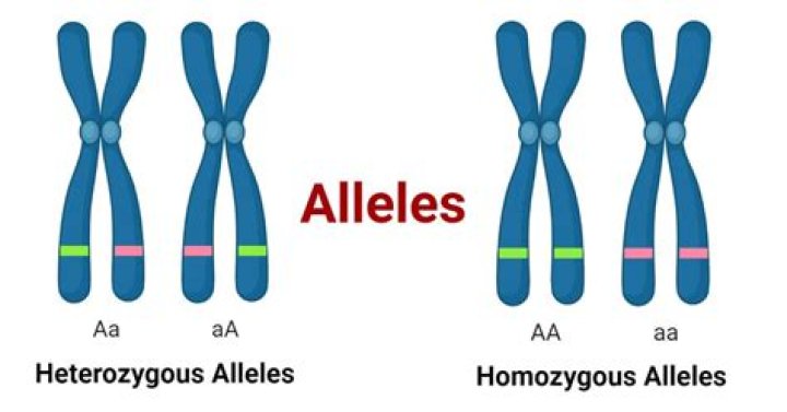 Where all alleles are equally expressed in a heterozygote?