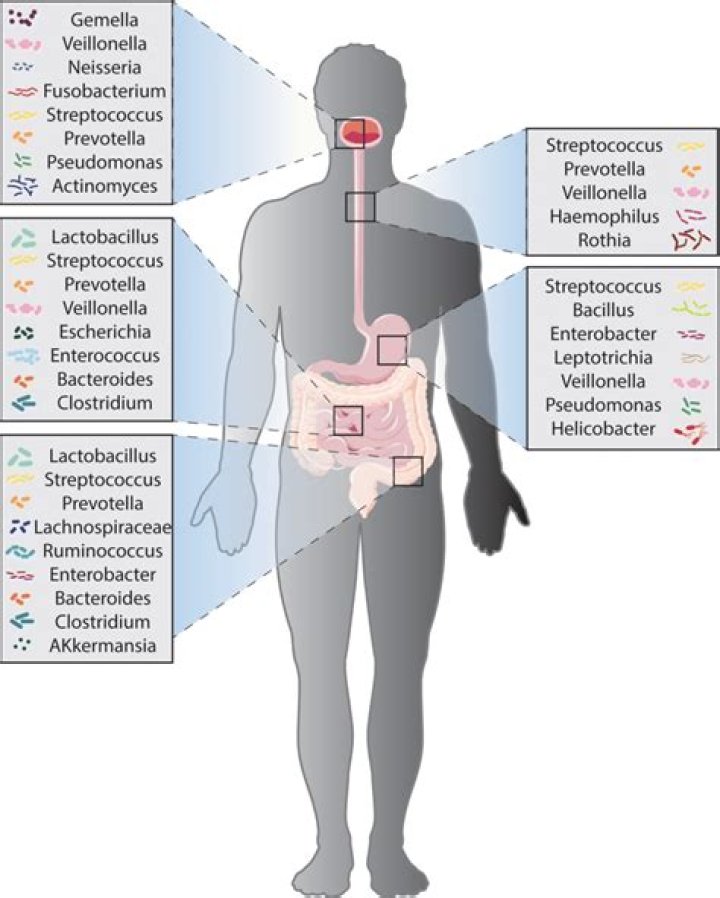 Where are anaerobes found?