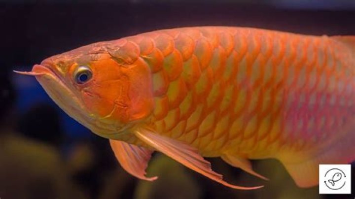 Where are arowana found?