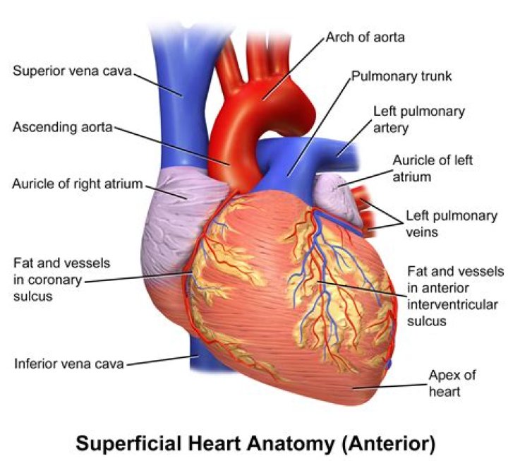 Where are auricles located in the heart?