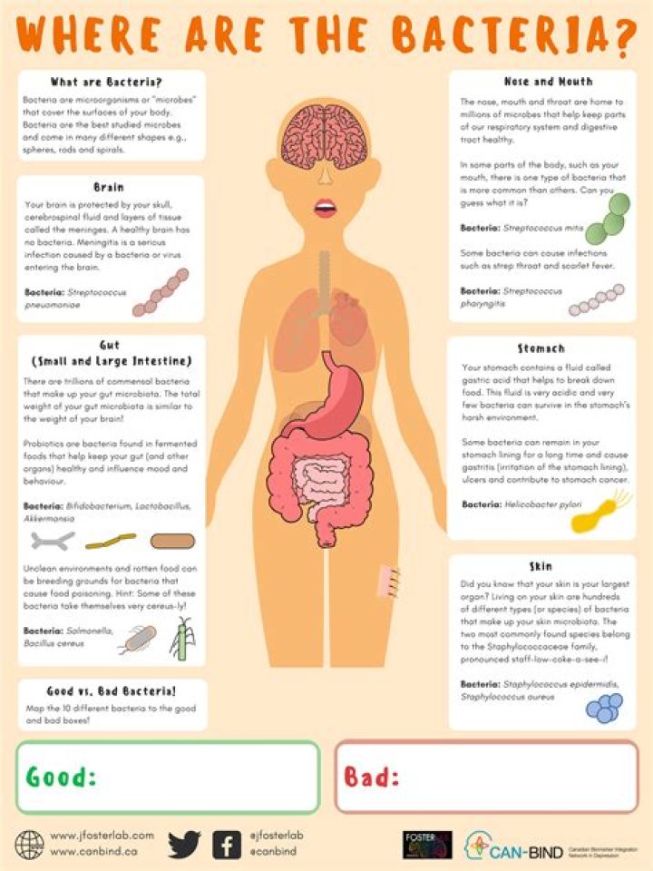 Where are bacteria located?