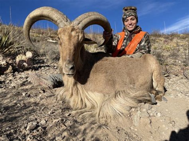 Where are barbary sheep in new mexico?