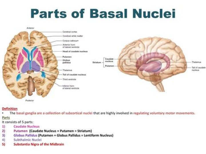 Where are basal nuclei found?