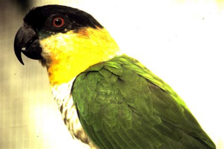 Where are black headed caiques from?