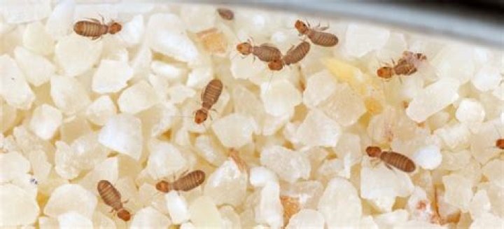 Where are booklice found?