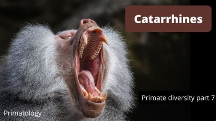 Where are catarrhines found?