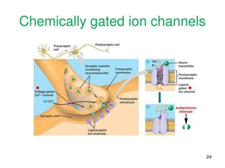 Where are chemically gated channels located?