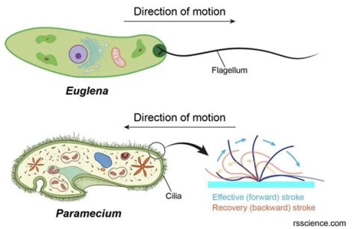 Where are cilia flagella and pseudopodia?