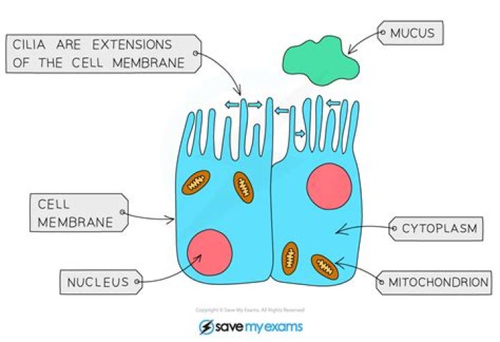 Where are ciliated cells found in the body?