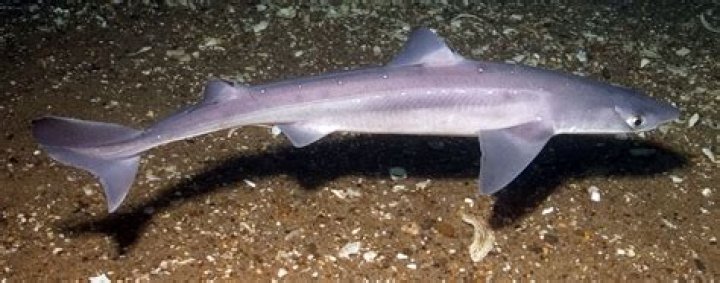 Where are dogfish found?