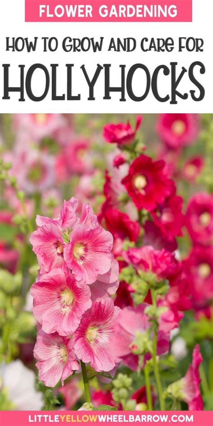 Where are hollyhocks best planted?