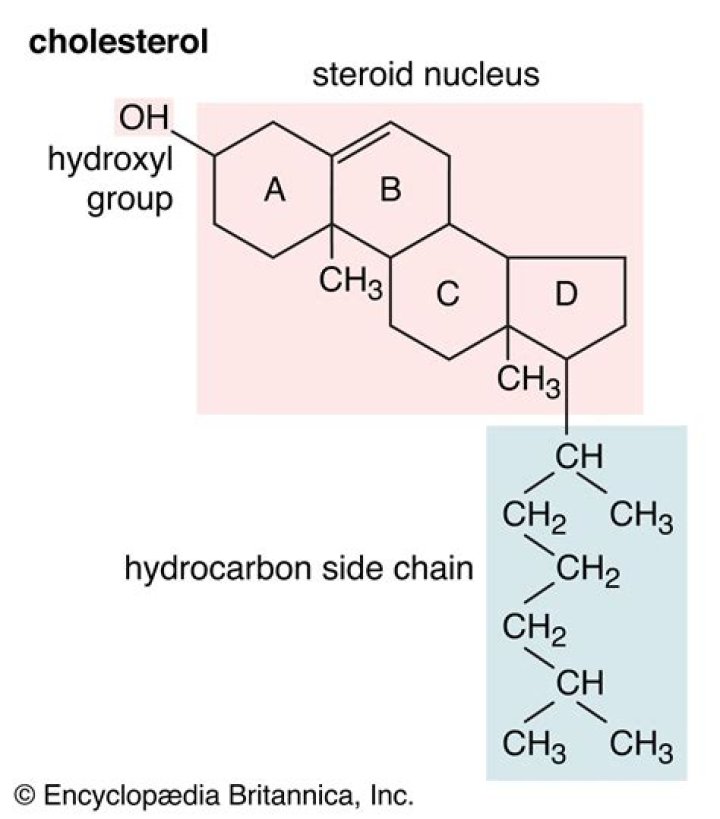 Where are hydroxyl groups found?