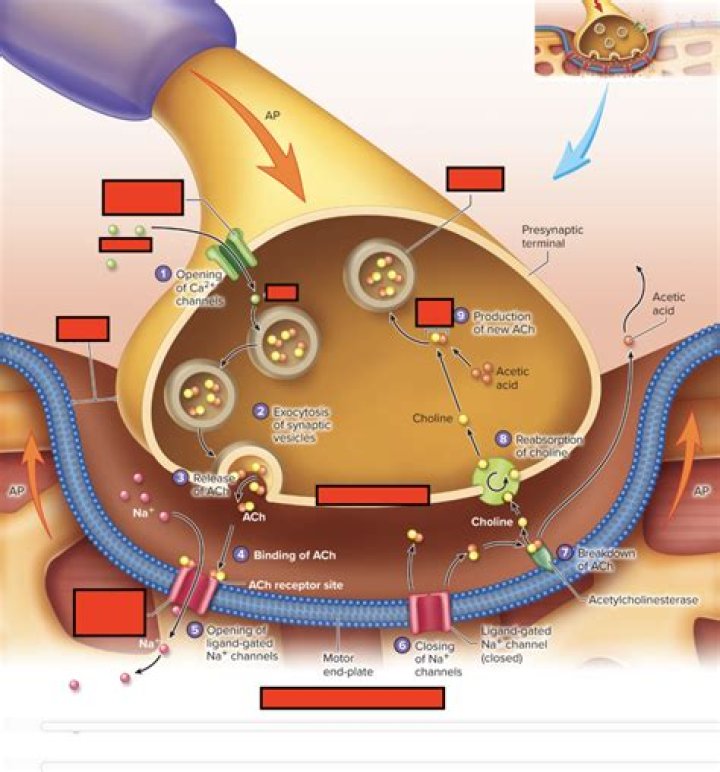 Where are ligand gated sodium channels located?
