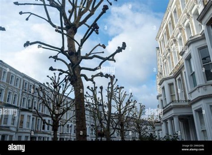 Where are london plane trees from?